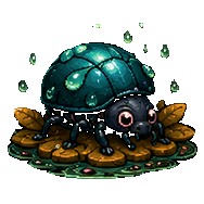 Rain Beetle